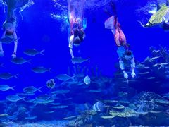 -海合安武汉极地海洋公园