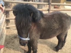 -北京市海淀外国语实验学校