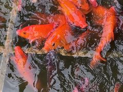 -南宁荔园维景国际酒店·荔园中餐厅