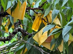 -南汇水蜜桃采摘(大团店)