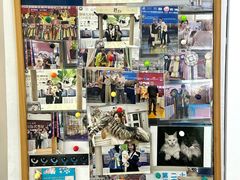 -青奢宠物·青奢猫舍