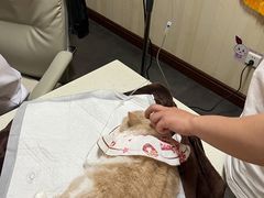 -宠爱国际动物医院· 猫科· 外科·中兽医(长白店)