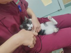-瑞派·关忠动物医院·猫专科·犬专科(三环新城店)