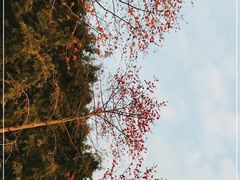 -玉树公园