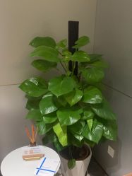 点击看大图 -深圳米兰柏羽医疗美容医院