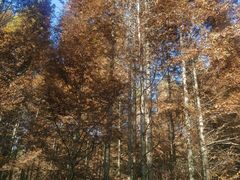 -桤木河湿地公园