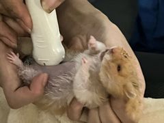 -博特宠物医院24h犬猫全科.骨科·异宠