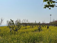 -古柏渡丰乐樱花园