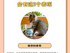 -佩兹宠物医院肿瘤专科·眼科·牙科(黄浦店)