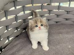 -lincat·猫舍(广州店)