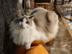 -猫猫幼稚园·撸猫·桌游·电玩