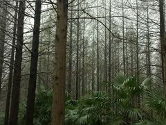 -黄海国家森林公园