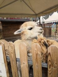 -萌宠亲子动物乐园(槐房万达店)