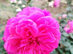 -人民公园(罗湖区)