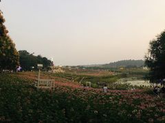 -大塘金香草谷