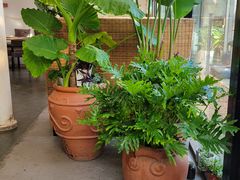 -素心小筑(后沙裕镇店)