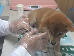 -瑞派宠物医院·24h·骨外科·皮肤科·全科宠物医疗转诊中心(沈阳浑南院)