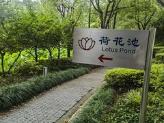 -陈家山荷花公园