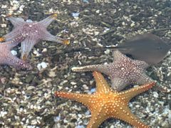 -珠海长隆海洋王国