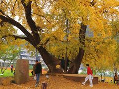 -千年银杏谷文化旅游区