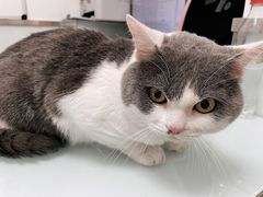 -宠福鑫康馨动物医院·骨科·眼科