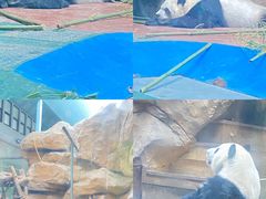 -成都动物园