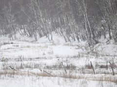 -翠云山银河滑雪场