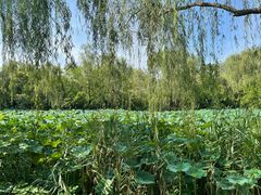 -溱湖国家湿地公园