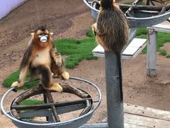 -西霞口神雕山野生动物世界