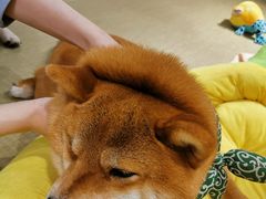-逗柴咖啡屋·狗咖猫咖宠物桌游