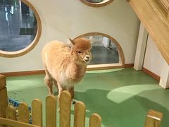 -藦茜花园宠物主题亲子互动体验馆(国顺东路店)