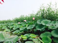 -白洋淀景区