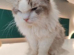 -飞行喵MR PILOT|猫舍·猫咖(静安大融城店)