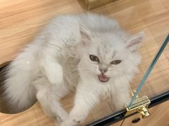-袖虎·猫馆(体育西路店)