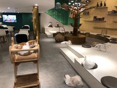 大堂-飞行喵MR PILOT|猫舍·猫咖(静安大融城店)