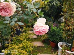 -三圣花乡旅游区