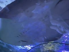-悉尼海洋生物水族馆