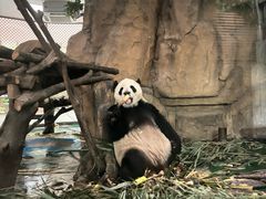 -成都动物园