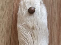 -多乐狗狗宠物训练工作室