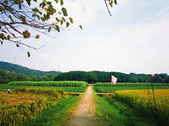 -八卦田遗址公园