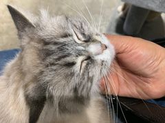 -浣熊柯尔鸭土拨鼠·电玩咖