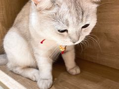 -藏猫猫咖啡主题馆(中央大道店)