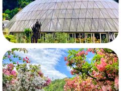 -深圳市中科院仙湖植物园