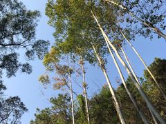 -三门江国家森林公园