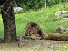 -北京野生动物园