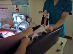 -瑞派康怡24h宠物医院·犬猫医疗中心·微创绝育(瑞景分院)