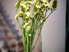 -蜀滋香鲜鱼美蛙火锅(339店)