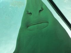 -瑞普利水族馆