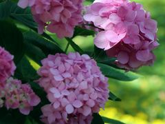 -上海共青森林公园