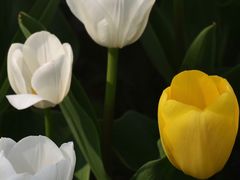 -大宁郁金香公园-停车场